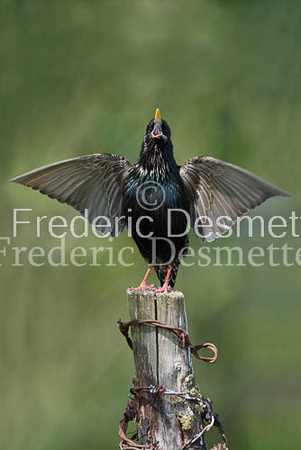 Starling (Sturnus vulgaris)-319