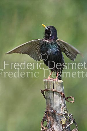 Starling (Sturnus vulgaris)-318