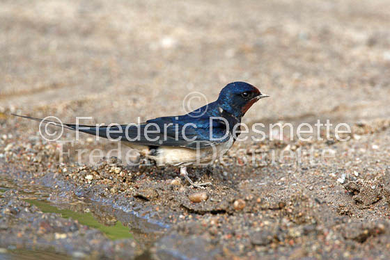 Swallow (Hirundo rustica) -4