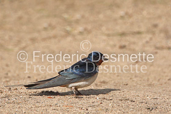 Swallow (Hirundo rustica) -10
