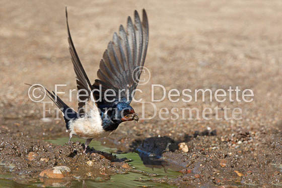 Swallow (Hirundo rustica) -15