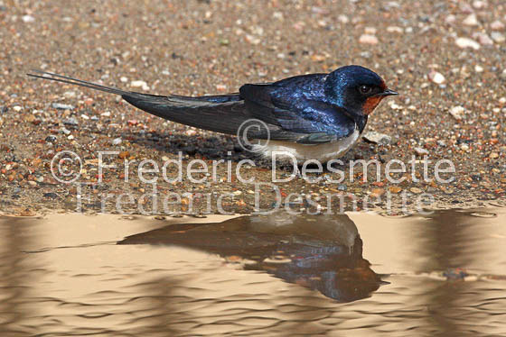 Swallow (Hirundo rustica) -18
