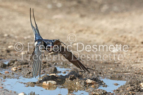 Swallow (Hirundo rustica) -20