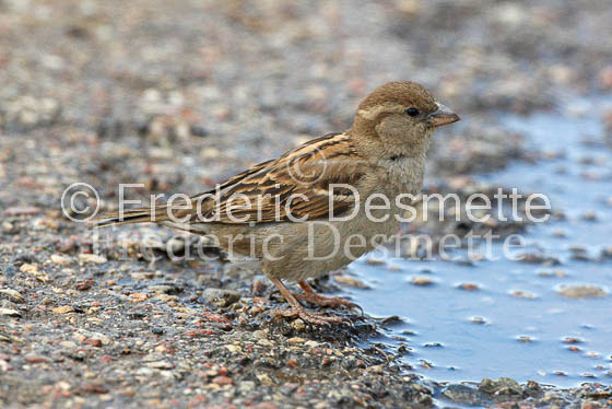 House sparrow (passer domesticus)-6