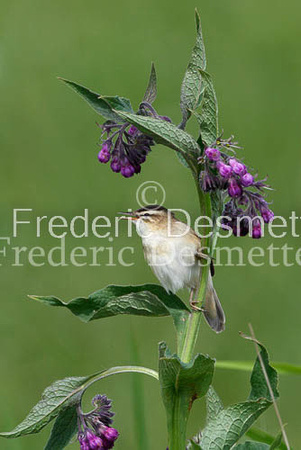 Sedge warbler 27 (Acrocephalus schoenobaenus)