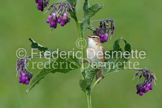 Sedge warbler 20 (Acrocephalus schoenobaenus)