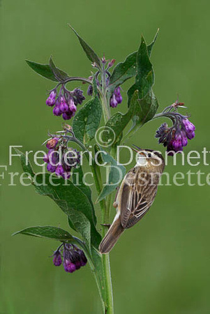 Sedge warbler 24 (Acrocephalus schoenobaenus)