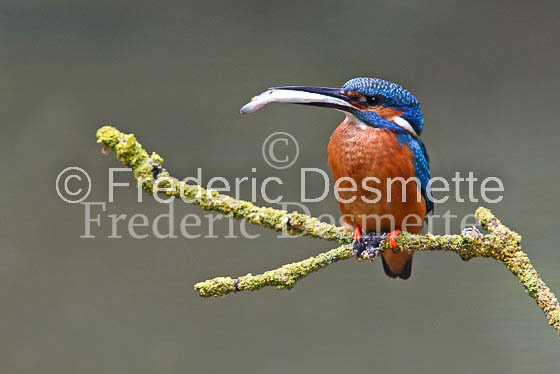 Kingfisher (Alcedo Atthis)-23