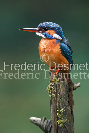 Kingfisher (Alcedo Atthis)-25