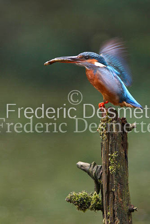 Kingfisher (Alcedo Atthis)-31