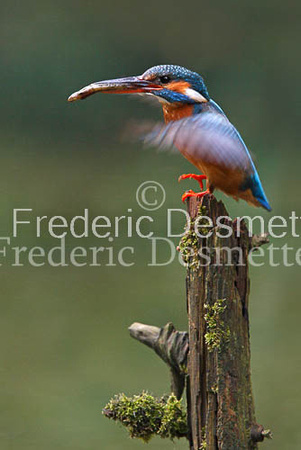 Kingfisher (Alcedo Atthis)-32