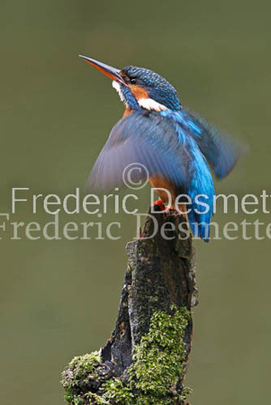 Kingfisher (Alcedo Atthis)-34