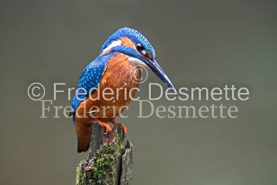 Kingfisher (Alcedo Atthis)-42