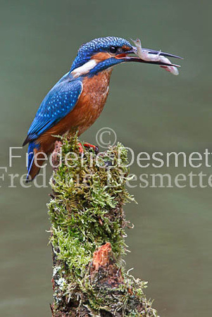 Kingfisher (Alcedo Atthis)-43