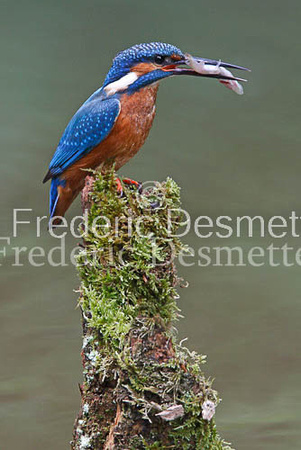 Kingfisher (Alcedo Atthis)-44