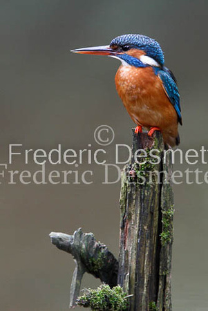 Kingfisher (Alcedo Atthis)-45