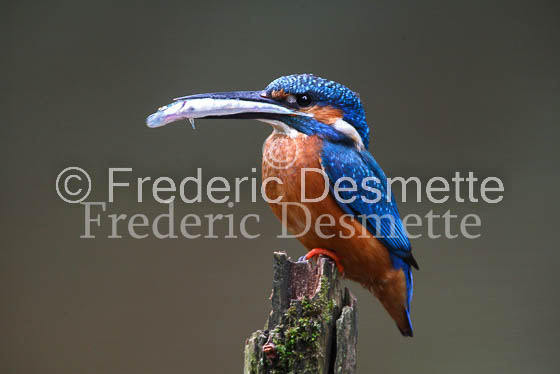 Kingfisher (Alcedo Atthis)-46
