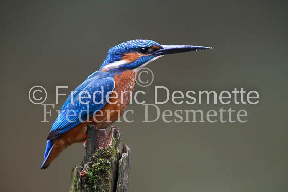 Kingfisher (Alcedo Atthis)-47