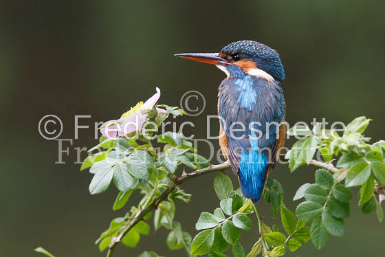 Kingfisher (Alcedo Atthis)-51