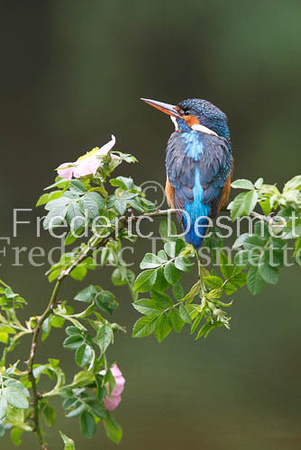 Kingfisher (Alcedo Atthis)-52