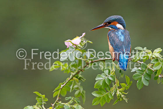 Kingfisher (Alcedo Atthis)-53