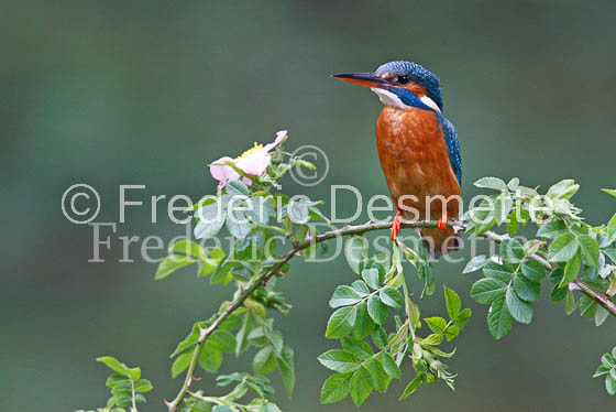 Kingfisher (Alcedo Atthis)-54