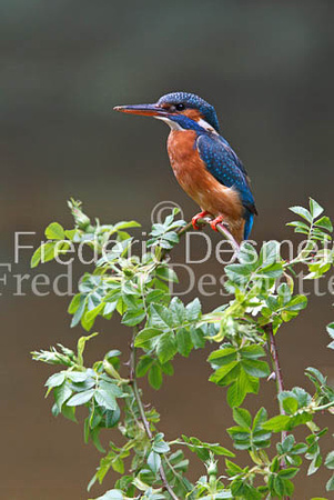 Kingfisher (Alcedo Atthis)-55