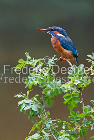 Kingfisher (Alcedo Atthis)-56