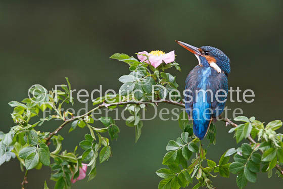 Kingfisher (Alcedo Atthis)-57