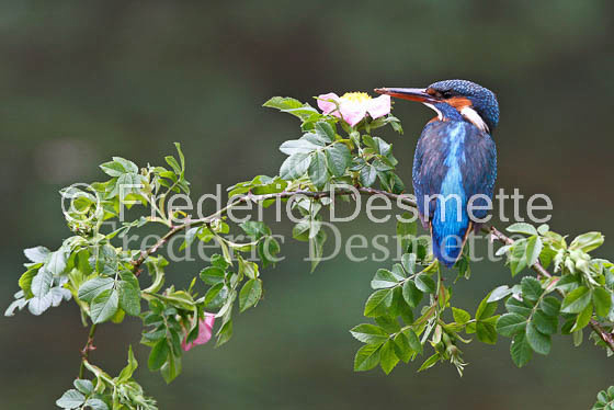 Kingfisher (Alcedo Atthis)-58