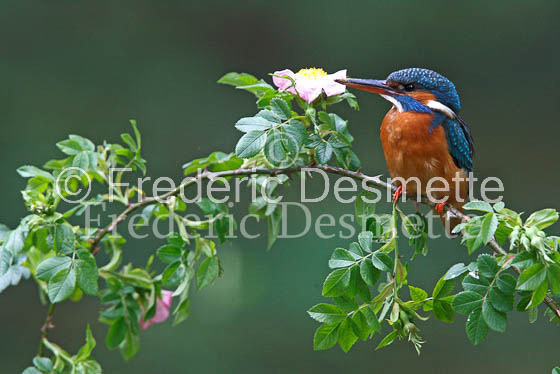 Kingfisher (Alcedo Atthis)-59-2
