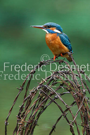 Kingfisher (Alcedo Atthis)-60-2