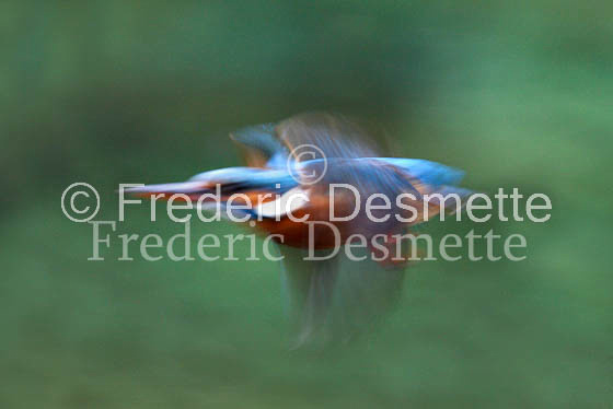 Kingfisher (Alcedo Atthis)-62-2
