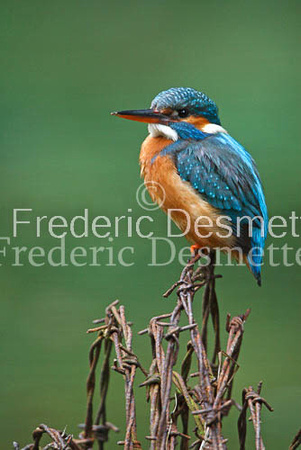 Kingfisher (Alcedo Atthis)-66