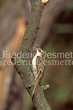 Treecreeper 1 (Certhia familiaris)