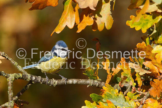 Blue tit (Parus caeruleus)-31