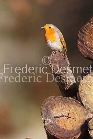 Robin (Erithacus rubecula)-9