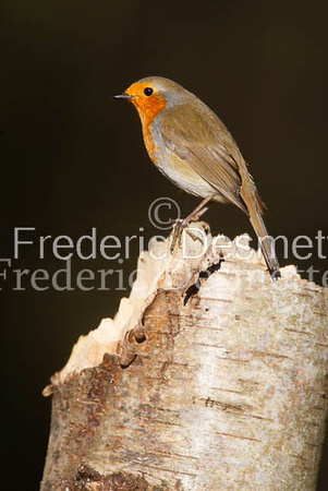 Robin (Erithacus rubecula)-10