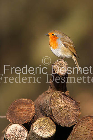 Robin (Erithacus rubecula)-11