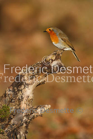 Robin (Erithacus rubecula)-13