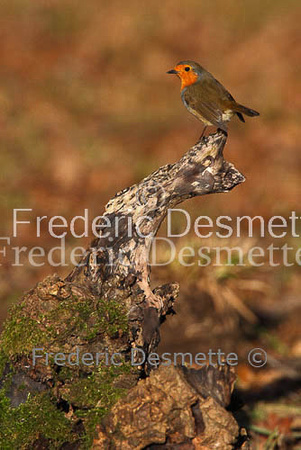 Robin (Erithacus rubecula)-14