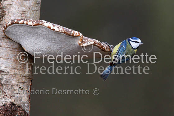 Blue tit (Parus caeruleus)-41