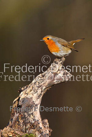 Robin (Erithacus rubecula)-15