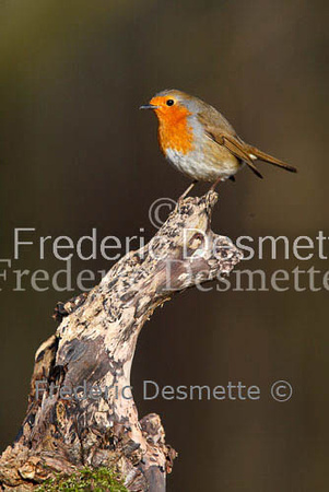 Robin (Erithacus rubecula)-16