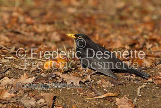 Blacbird (Turdus merula)-11