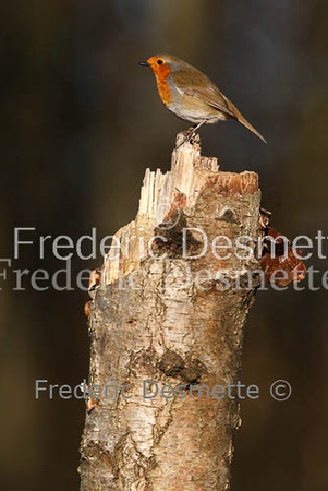 Robin (Erithacus rubecula)-18