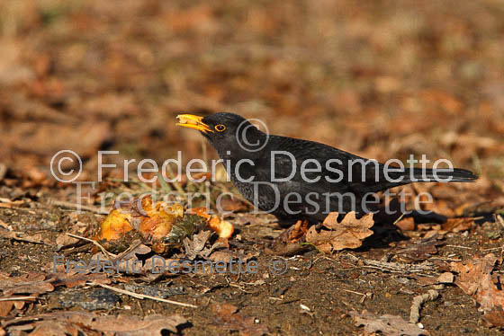 Blacbird (Turdus merula)-18