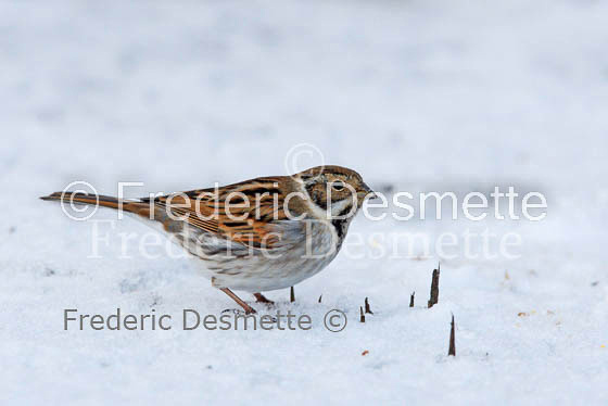 Reed bunting (Emberiza schoeniclus)-18