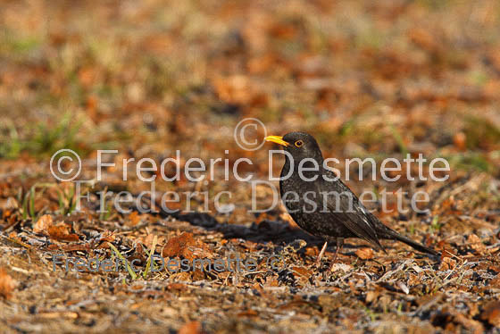 Blacbird (Turdus merula)-27
