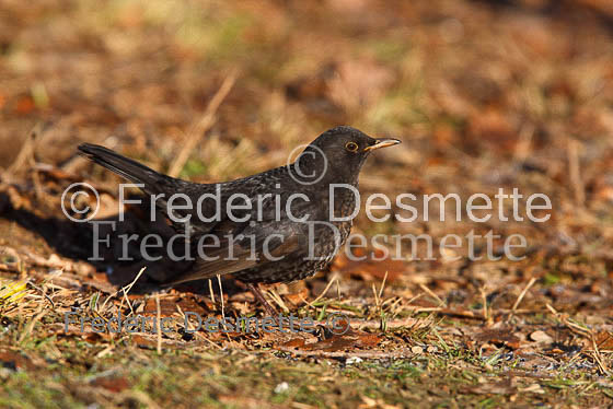 Blacbird (Turdus merula)-28